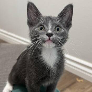 Copernicus -  Domestic Short Hair Cat for Adoption in Los Angeles, California - Copernicus | PetCurious