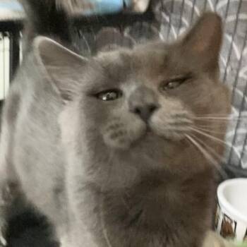 NIKOLAI -  Russian Blue Cat for Adoption in Charlotte, North Carolina - NIKOLAI | PetCurious
