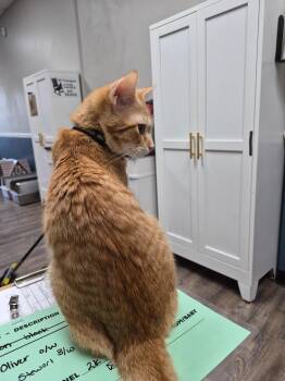 Ronnie Wood -  Domestic Short Hair Cat for Adoption in Rome, Georgia - Ronnie Wood | PetCurious