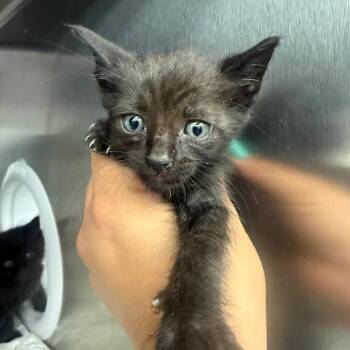 Walter -  Domestic Short Hair Cat for Adoption in Los Angeles, California - Walter | PetCurious