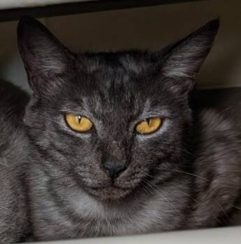 Pompeii -  Domestic Short Hair Cat for Adoption in Bellevue, Washington - Pompeii | PetCurious