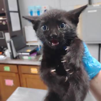 Eclair -  Domestic Short Hair Cat for Adoption in Summerville, South Carolina - Eclair | PetCurious