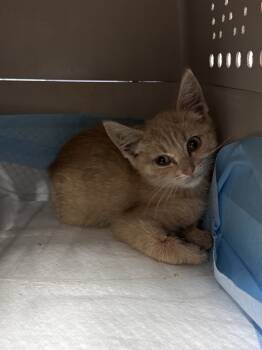 Rescue Domestic Short Hair Cats for Adoption in Pine Grove, Pennsylvania - Pippy | PetCurious