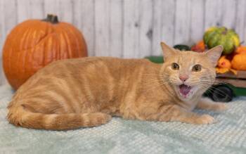 Domestic Short Hair Cats Available for Adoption in Roanoke, Texas - Tobias | PetCurious