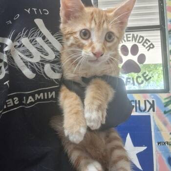 Charles -  Domestic Short Hair Cat for Adoption in Lufkin, Texas - Charles | PetCurious