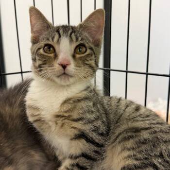Tiny -  Domestic Short Hair Cat for Adoption in Ashland, Virginia - Tiny | PetCurious
