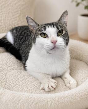 Domestic Short Hair Cats Available for Adoption in Webster, New York - Haven  | PetCurious
