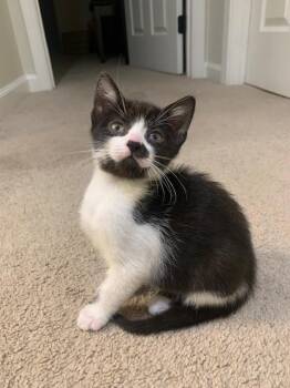 DIEGO* -  Domestic Short Hair Cat for Adoption in Santa Cruz, California - DIEGO* | PetCurious