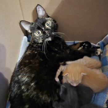 Penne -  Domestic Short Hair Cat for Adoption in Tempe, Arizona - Penne | PetCurious