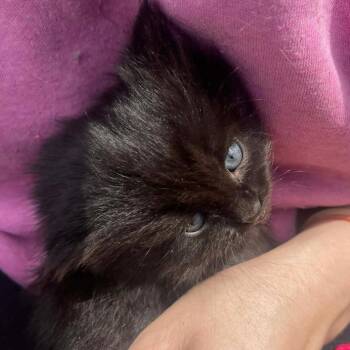 Sebastin Lou -  Domestic Short Hair Cat for Adoption in Ringtown, Pennsylvania - Sebastin Lou | PetCurious