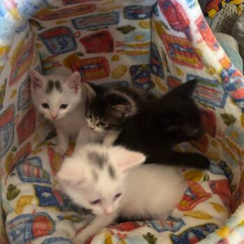 Onix -  Domestic Short Hair Cat for Adoption in Hemet, California - Onix | PetCurious