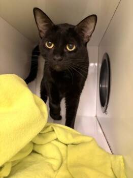 Moxy -  Domestic Short Hair Cat for Adoption in Roseville, California - Moxy | PetCurious