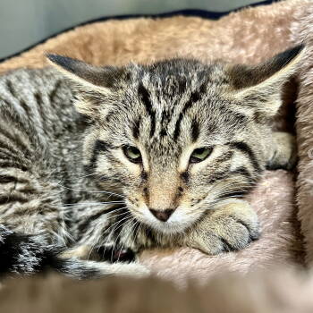 Rescue Domestic Short Hair Cats for Adoption in Oakland, California - Elmer | PetCurious