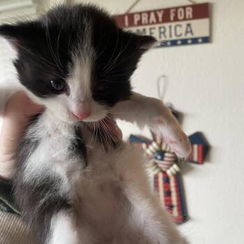 Magpie -  American Shorthair Cat for Adoption in Newberg, Oregon - Magpie | PetCurious