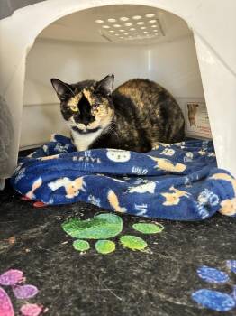 DeeDee -  Calico Cat Available for Adoption in Randolph, Massachusetts - DeeDee | PetCurious