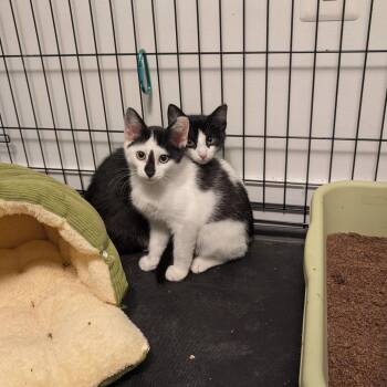 Popcorn (bonded with Licorice) -  Domestic Short Hair Cat for Adoption in Reisterstown, Maryland - Popcorn (bonded With Licorice) | PetCurious