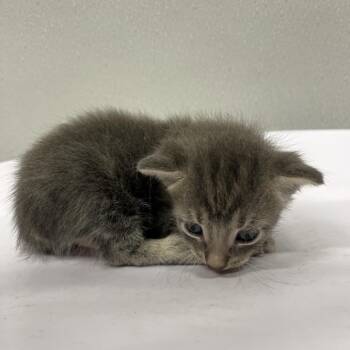 Jacob -  Domestic Short Hair Cat for Adoption in Tampa, Florida - Jacob | PetCurious