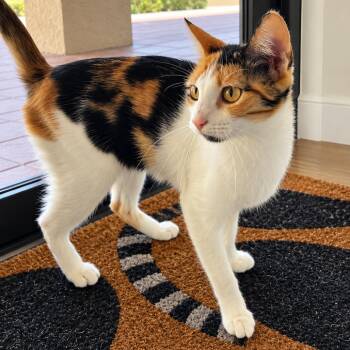 Lumi -  Domestic Short Hair Cat for Adoption in Tustin, California - Lumi | PetCurious