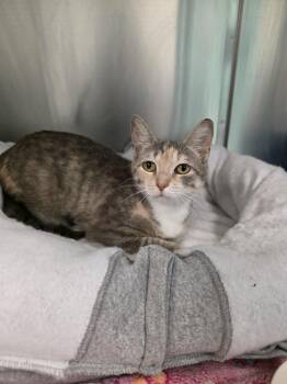Domestic Short Hair Cats Available for Adoption in Umatilla, Florida - Carlie | PetCurious