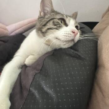 Tallulah -  Domestic Short Hair Cat for Adoption in Syracuse, New York - Tallulah | PetCurious