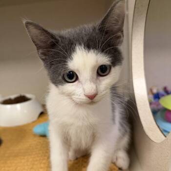 Carl Dean -  Domestic Short Hair Cat for Adoption in Westhampton, New York - Carl Dean | PetCurious