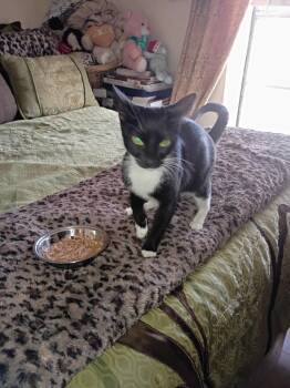 Angel Mom -  Domestic Short Hair Cat for Adoption in San Antonio, Texas - Angel Mom | PetCurious