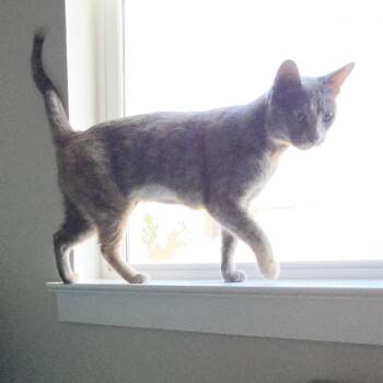 Lyla -  Domestic Short Hair Cat for Adoption in Liverpool, Texas - Lyla | PetCurious