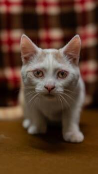 Rescue Domestic Short Hair Cats for Adoption in Alexandria, Indiana - Soylent Bean | PetCurious