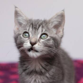 Ezra -  Domestic Short Hair Cat for Adoption in Hattiesburg, Mississippi - Ezra | PetCurious