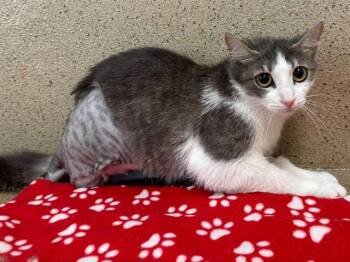Domestic Short Hair Cats Available for Adoption in Sacramento, California - MARIE | PetCurious