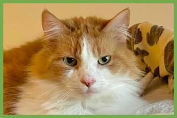 Domestic Medium Hair Cats Available for Adoption in Amherst, Massachusetts - Marmalade | PetCurious