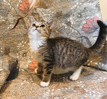 Julia -  Domestic Short Hair Cat for Adoption in Mooresville, North Carolina - Julia | PetCurious
