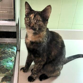 Rescue Domestic Short Hair Cats for Adoption in Bloomington, Indiana - Aura | PetCurious
