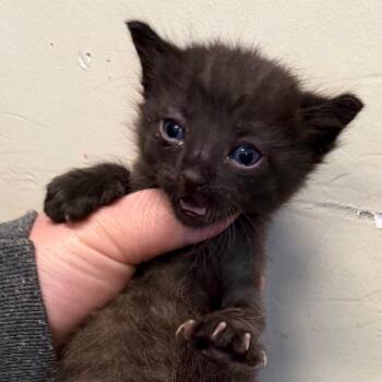 Tok -  Domestic Short Hair Cat for Adoption in League City, Texas - Tok | PetCurious