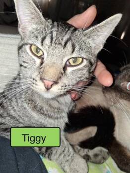 Domestic Short Hair Cats Available for Adoption - Tiggy | PetCurious