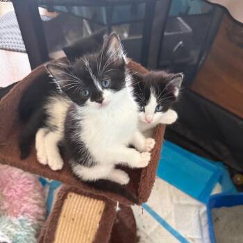 Domestic Short Hair Cats Available for Adoption in Silver Spring, Maryland - Lightning (Available 5/21) | PetCurious
