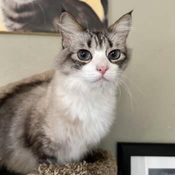 Rescue Maine Coon Cats for Adoption in Sacramento, California - Syd & Lola (bonded Pair) | PetCurious