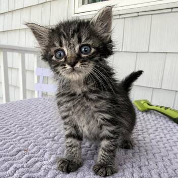 Domestic Medium Hair Cats Available for Adoption - Crostini In Stevensville, MD | PetCurious