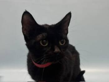 Vivian -  Domestic Short Hair Cat for Adoption in Golden Valley, Minnesota - Vivian | PetCurious