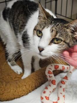 Roadhouse -  Domestic Short Hair Cat Available for Adoption in INDN HBR BCH, Florida - Roadhouse | PetCurious