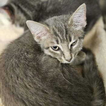 Esme -  Domestic Short Hair Cat for Adoption in Martinsville, Virginia - Esme | PetCurious
