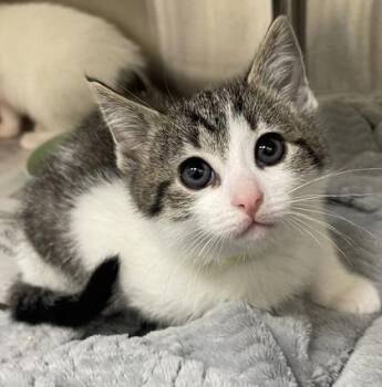 Mater -  Domestic Short Hair Cat for Adoption in Westland, Michigan - Mater | PetCurious