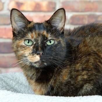 Ella Meowling -  Tortoiseshell and Domestic Short Hair Cat for Adoption in Friendswood, Texas - Ella Meowling | PetCurious