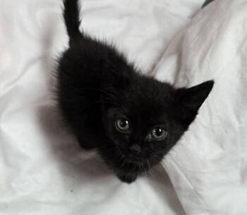 Caroline -  Domestic Short Hair Cat for Adoption in Gainesville, Florida - Caroline | PetCurious