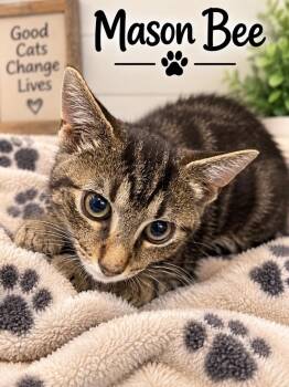 Mason Bee -  Domestic Short Hair Cat for Adoption in Dalton, Georgia - Mason Bee | PetCurious
