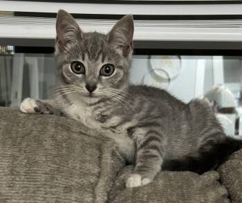 Carmen -  Domestic Short Hair Cat for Adoption in Beckley, West Virginia - Carmen | PetCurious