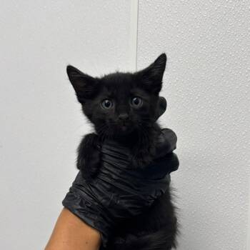 Perry -  Domestic Short Hair Cat for Adoption in Abilene, Texas - Perry | PetCurious