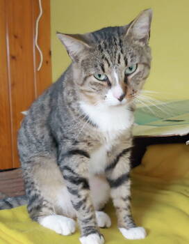 Rescue Domestic Short Hair Cats for Adoption in Pompano Beach, Florida - Vincent | PetCurious