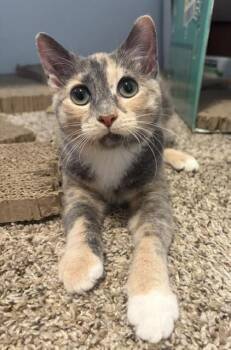 Domestic Short Hair Cats Available for Adoption - Winifred (Winnie) | PetCurious