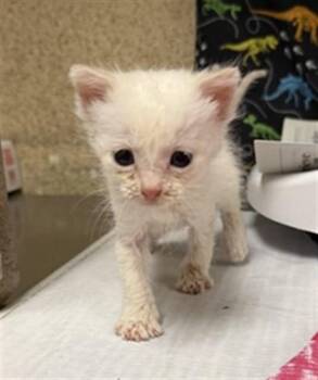 A1927099 -  Domestic Short Hair Cat for Adoption in Riverside, California - A1927099 | PetCurious